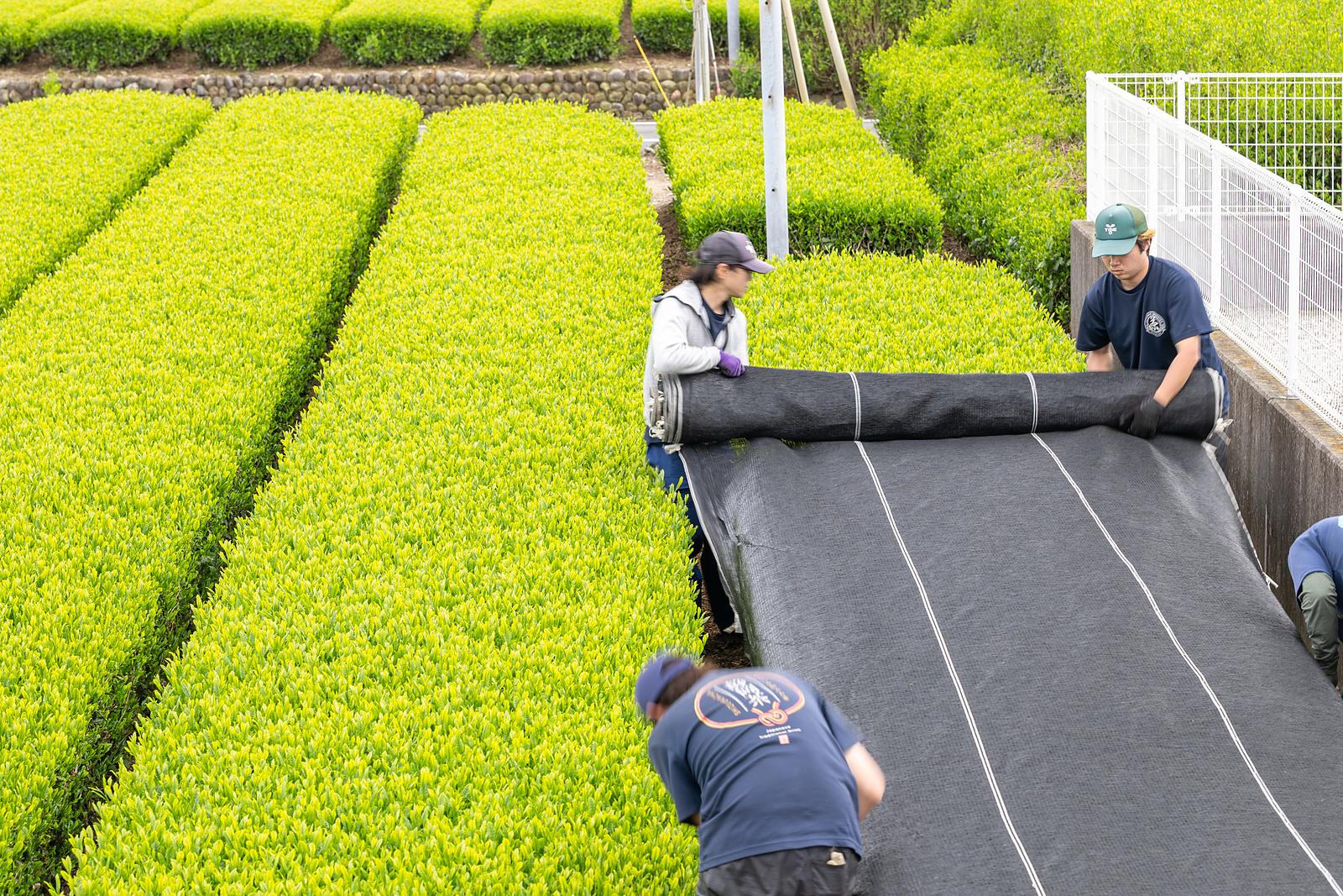 茶園の畝に被覆の資材を広げるスタッフ