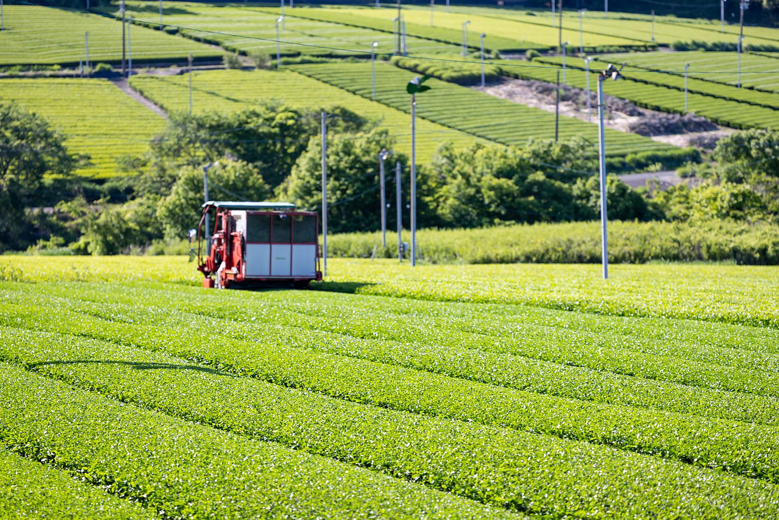 茶園と周囲の草地
