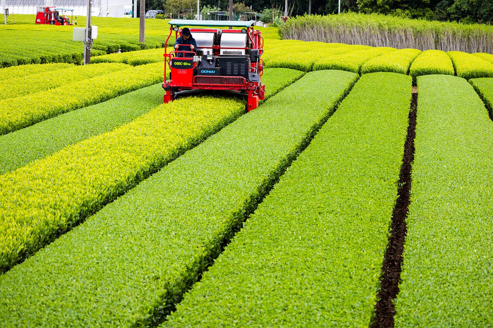 整えられた茶園の畝