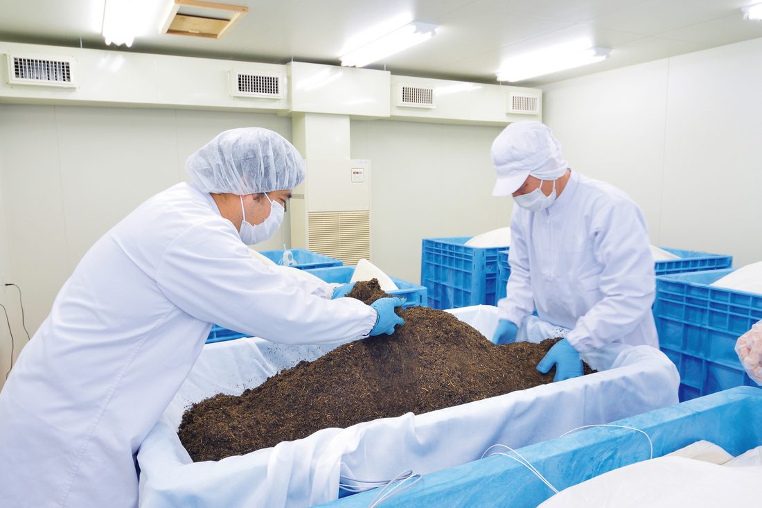 クリーンルームの工場で国産プーアール茶の茶葉を手で返すスタッフ