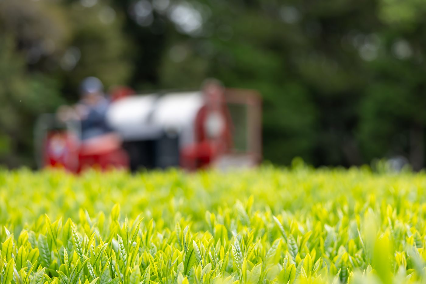 やわらかな新芽が伸びた茶樹