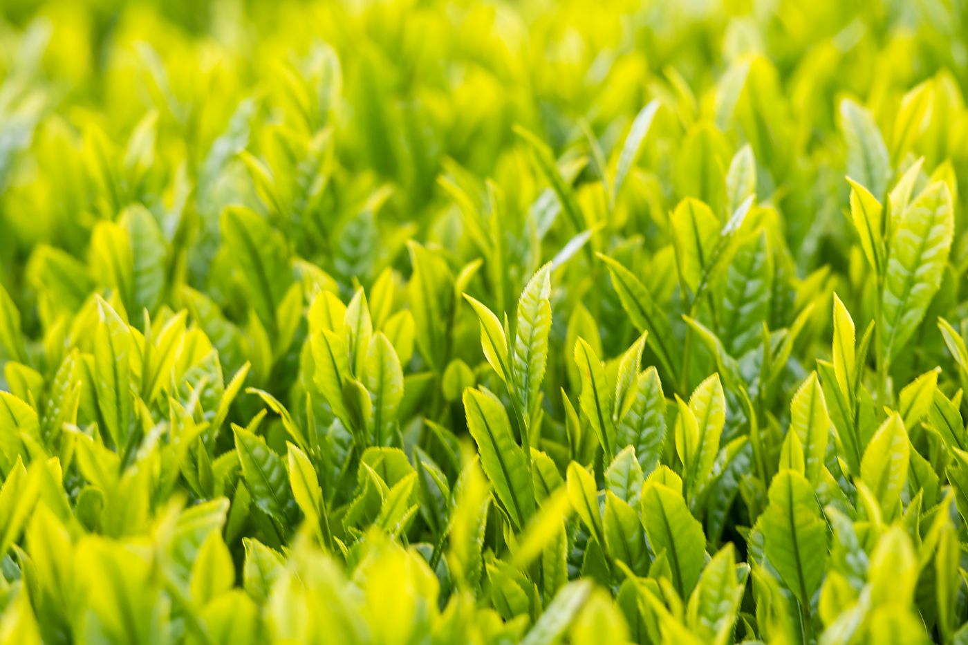 茶樹の新芽