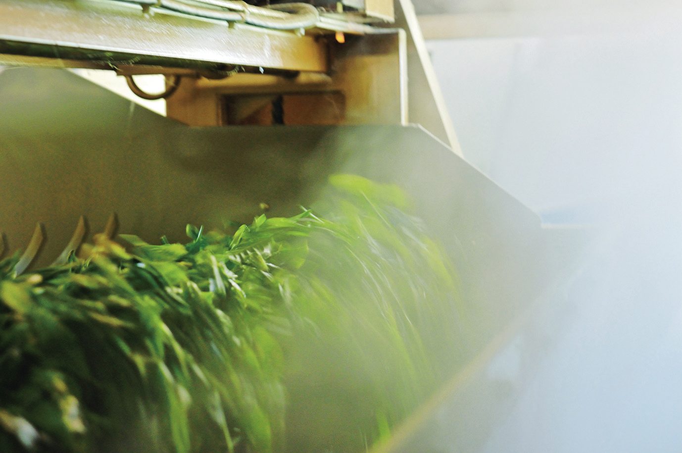 荒茶工場で、湯気の中を流れていく蒸したての茶葉