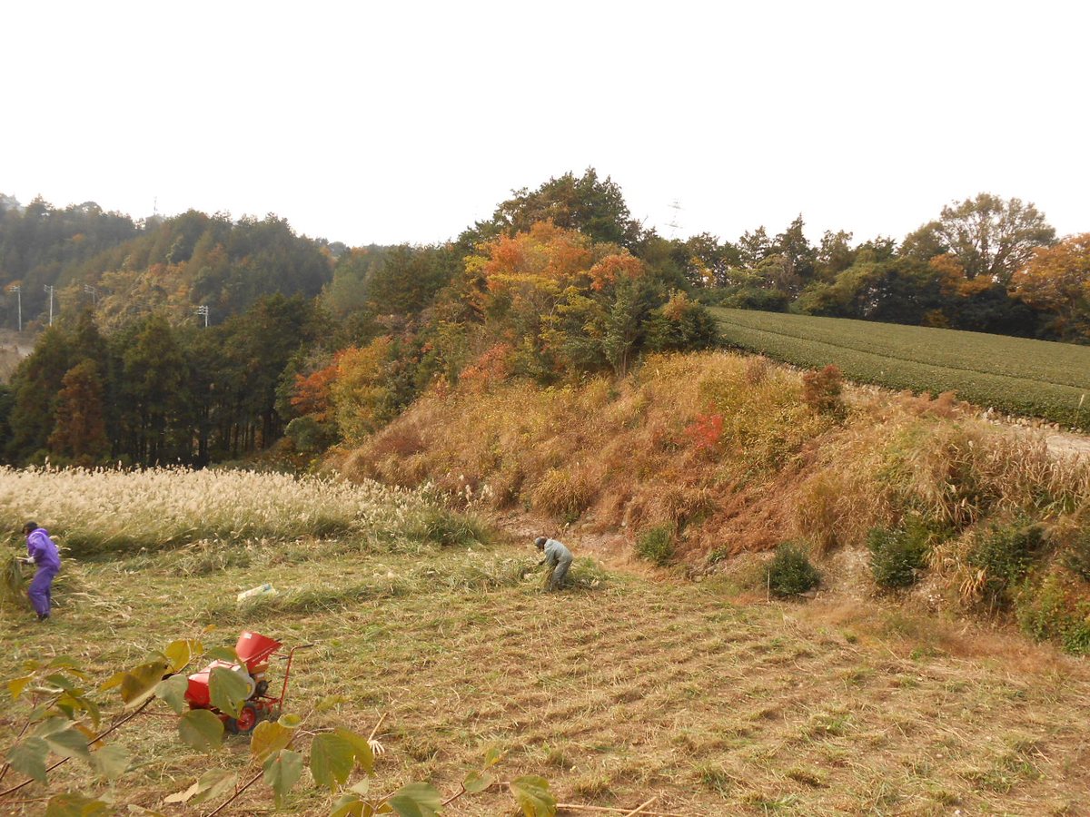 茶園の隣の草地で刈り取り、干している茶草