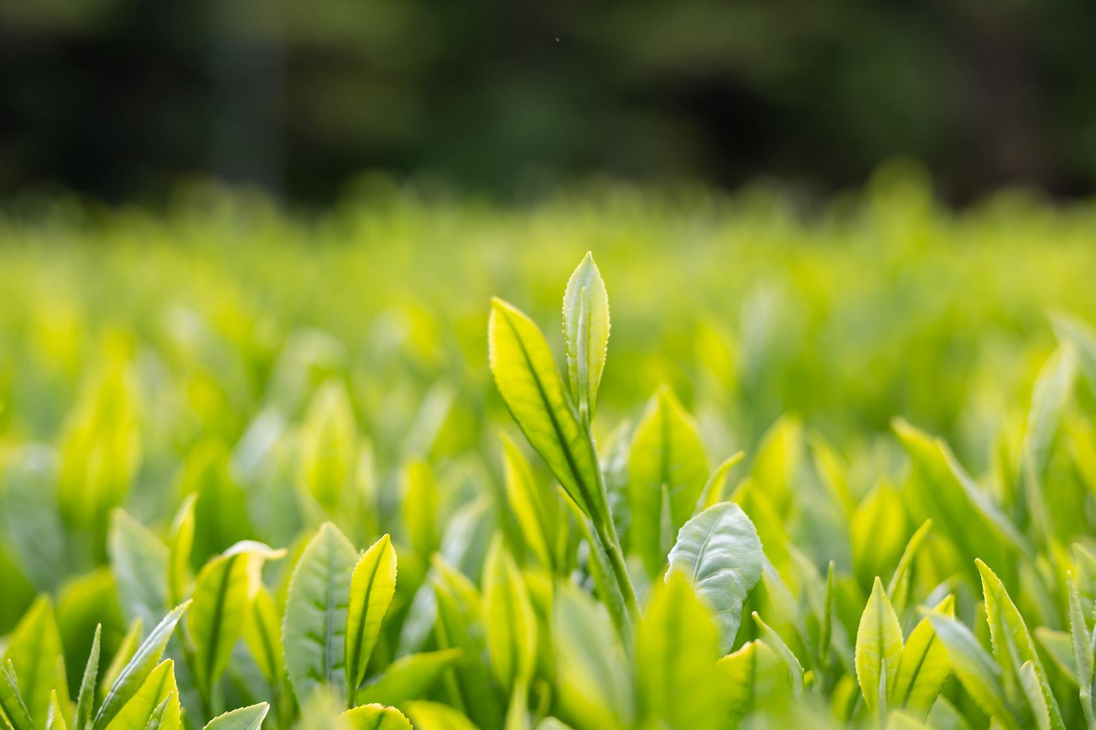 摘採期を迎えた茶樹の新芽