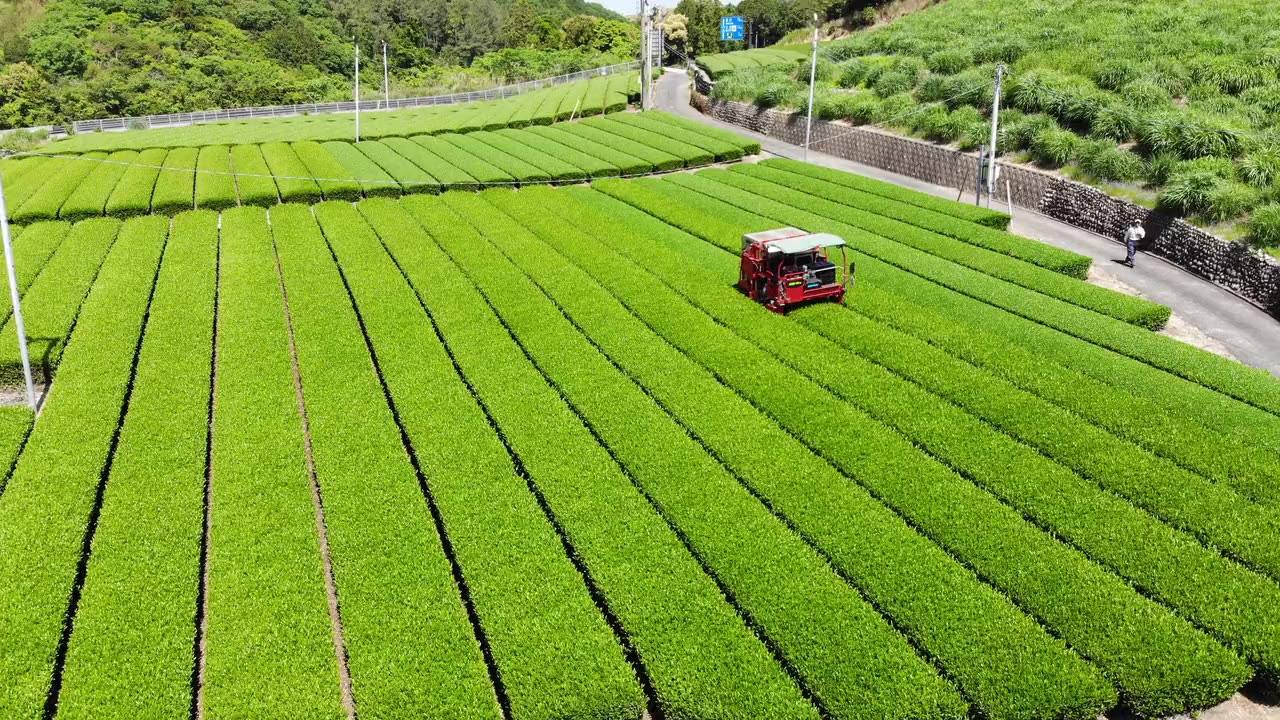 茶園と、その周囲に広がる草地・樹林の空撮